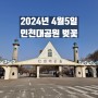 2024년 인천대공원 벚꽃축제 D-1(4월 5일) 벚꽃 상황