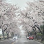 4월 제주여행 예래로 벚꽃길