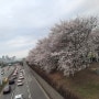 24년 4월4일 벚꽃 산책