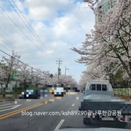 광나루한강공원벚꽃-강변그대가벚꽃길-실시간벚꽃상황