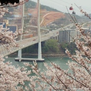 여수벚꽃명소3곳추천ㅣ승월마을 벚꽃길, 여수자산공원 벚꽃,여수해상케이블카벚꽃
