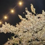 목포 평화광장 벚꽃 팝콘 터지는 버스킹 야경