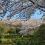 목포 숨은 벚꽃 명소, 나만 알고 싶은 목포 입암산 벚꽃 실시간 현황