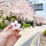 서울 숨겨진 벚꽃 명소 강동구 천호자전거거리