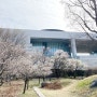 [서울 용산구] 국립중앙박물관 주차 주차비 반가사유상 / 숨은 매화 벚꽃 명소 포토스팟 위치