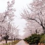 서울 봄나들이 4월 꽃구경하기 좋은 우리동네 벚꽃명소 망우역사문화공원