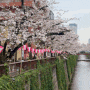 [도쿄 여행] 일본 벚꽃 명소｜4월 실시간 도쿄 나카메구로 메구로강 벚꽃