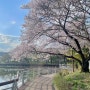 대구 이월드 벚꽃 개화 실시간 현황 두류공원 야외음악당 성당못 산책 코스 피크닉(240405)