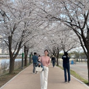 수원 만석공원 벚꽃 개화상태 2024/4월 봄나들이 벚꽃놀이, 포토존, 피크닉