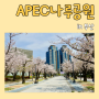 부산 4월 꽃구경 가볼만한곳 해운대 APEC 나루공원 벚꽃 명소