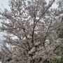 봄이 왔나 봄!! 벚꽃 만개~