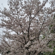 봄이 왔나 봄!! 벚꽃 만개~