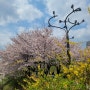 4월 봄봄(7) 대림천, 안양천 벚꽃길, 짧은 황톳길 걷기 그리고 카페 채그로