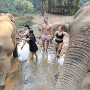 (태국여행/치앙마이여행) 아침 일찍 일어나서 코끼리 만나러, 치앙마이 코끼리 투어!