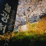 서울 벚꽃명소 불광천 벚꽃 은평레인보우교 강아지산책 좋아