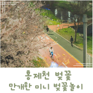 홍제천에서 만난 만개한 미니 벚꽃 놀이