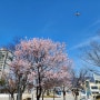 박경리문학공원 봄꽃