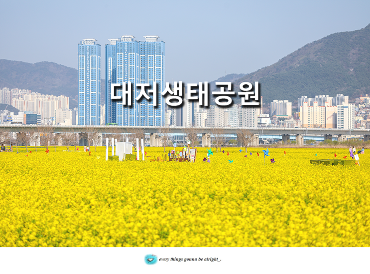 부산 대저생태공원 벚꽃 유채꽃 부산 강서구 가볼만한곳
