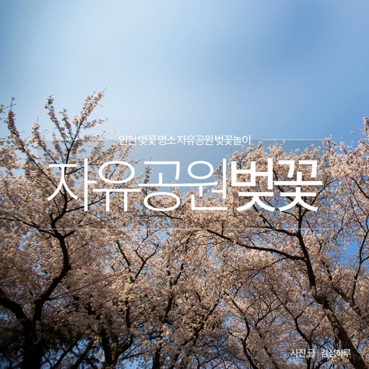 인천 자유공원 벚꽃 축제 분위기 주차장 인천 벚꽃명소