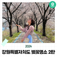 [강원도 벚꽃] 2024 강원특별자치도 벚꽃명소 2탄