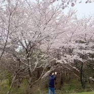 제주 벚꽃 명소 서귀포 산록도로에서 만나다