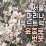 여의도 윤중로 벚꽃 후기 마리나 앞 푸드트럭 간단후기 2024.04.04
