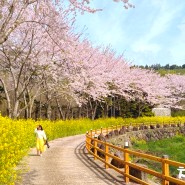 실시간 제주 웃물교 벚꽃 명소 개화 상황 주차장 4월 서귀포 가볼만한곳 유채꽃
