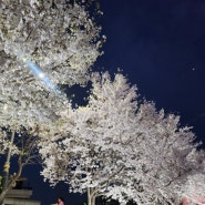 천안가볼만한곳 원성천 벚꽃 봄나들이 명소 야경 축제일정