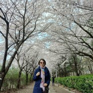 Cherry blossomsburst into bloom! 팝콘이 터지다!