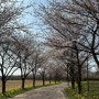 인천 숨은 벚꽃 명소 : 사람 붐비지 않은 곳 드림파크 야생화단지