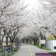 2024년 갈산 벚꽃축제가 시작되었습니다