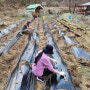 사회적치유농장 청년농부학교 식목일 감자 심는 방법과 감자 심기와 딸기 심기