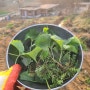 주간 자연 식물식 비건 식단 시골 밥상 봄나물 열전