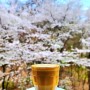 관악산의 봄과 커피