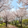 수원 숨겨진 벚꽃 명소 신동 카페거리 신동수변공원 추천