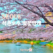 잠실 석촌호수 벚꽃축제 4월 5일 실시간 벚꽃 개화 현황 주차 꿀팁까지