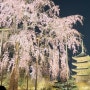 교토 - 4월 1일 ~ 4일 교토 벚꽃 여행, 맛집 그리고 긴급 여권