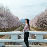 양재천 벚꽃 4월 4일 만개