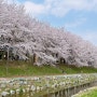 서울 벚꽃 명소 양재시민의숲 벚꽃 개화현황 실시간 보기