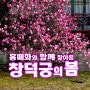 [서울/종로] 홍매화와 함께 찾아온 창덕궁의 봄