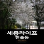 [세종라이프] 한솔동 봄