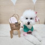 강아지 장난감 다이소 슬리퍼 삑삑이 행복