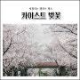대전 카이스트 벚꽃 / 충청도 벚꽃명소(2024년)