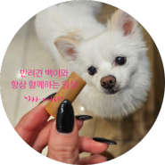 벳큐어 강아지 가수분해 간식 ㅣ 2탄 요로건강
