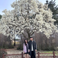 대릉원 돌담길 벚꽃 목련 경주 봄에 가볼만한곳 3월 31일