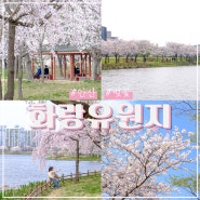 경기도 안산 화랑유원지 실시간 벚꽃 만개