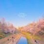 인천 근교 벚꽃 명소 가볼만한 4곳 굴포공원 수봉공원 자유공원 늘솔길공원