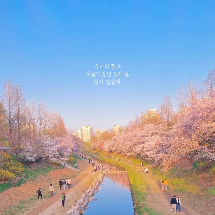 인천 근교 벚꽃 명소 가볼만한 4곳 굴포공원 수봉공원 자유공원...