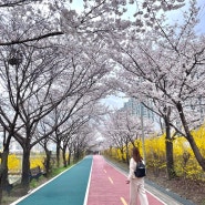 서울 숨겨진 벚꽃 명소/송파둘레길 후기