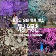 경기도 숨은 벚꽃 명소 하남 덕풍천 2024 벚꽃 만개시기